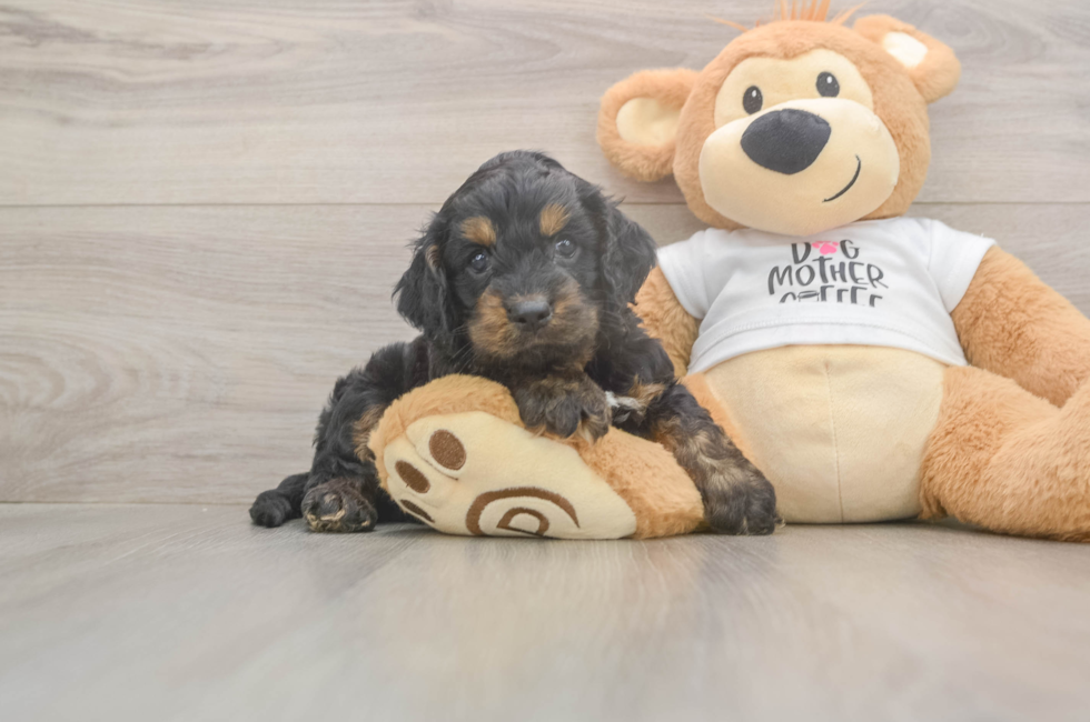 5 week old Cockapoo Puppy For Sale - Premier Pups