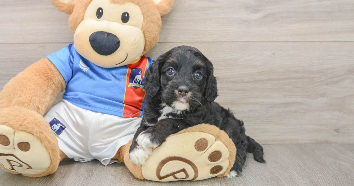 Adorable Cockapoo Ammo: 5lb 15oz Doodle Puppy