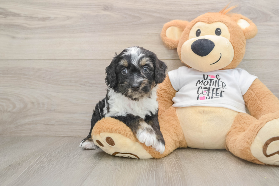 Smart Cockapoo Poodle Mix Pup