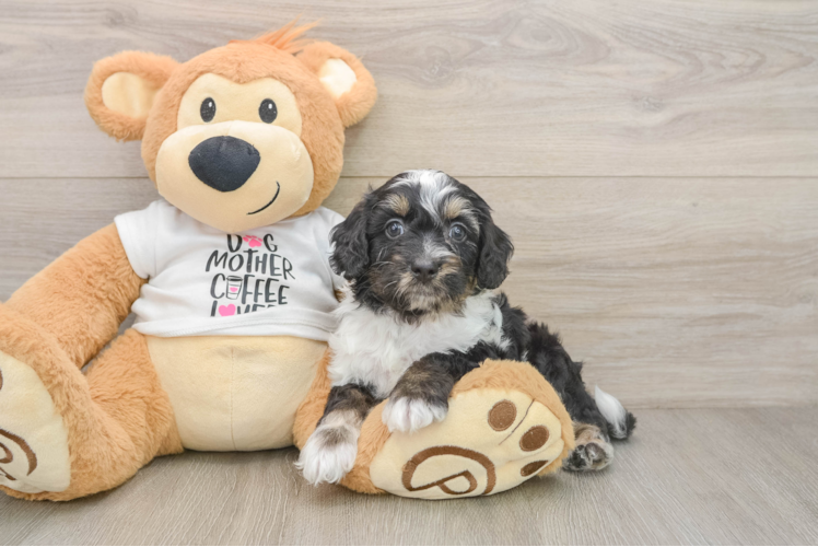 Cute Cockapoo Baby