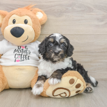 Cute Cockapoo Baby
