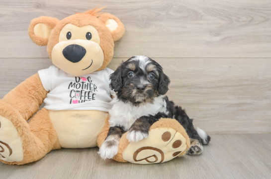 Cute Cockapoo Baby