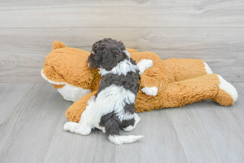 Cute Cockapoo Baby