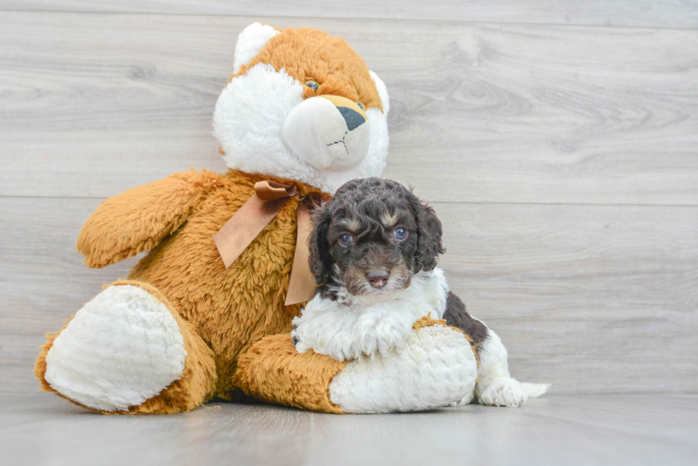 Friendly Cockapoo Baby