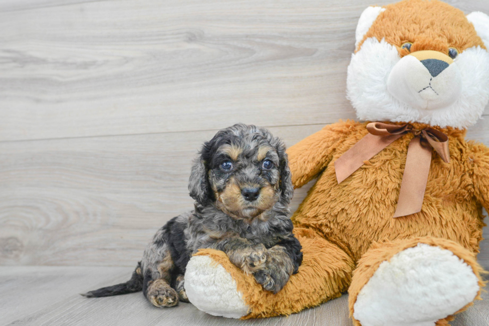 Petite Cockapoo Poodle Mix Pup