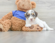 9 week old Cockapoo Puppy For Sale - Premier Pups