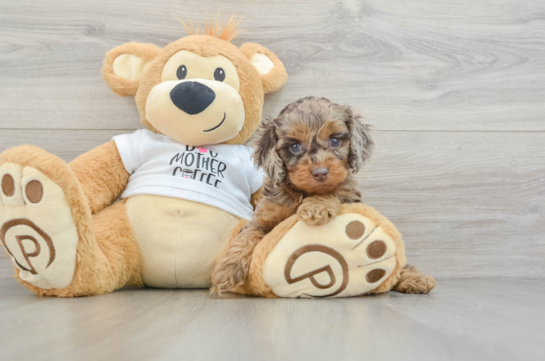 Friendly Cockapoo Baby