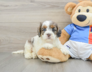 8 week old Cockapoo Puppy For Sale - Premier Pups