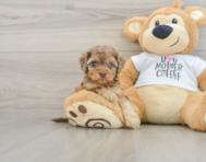 9 week old Cockapoo Puppy For Sale - Premier Pups