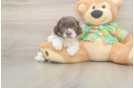 Hypoallergenic Cocker Doodle Poodle Mix Puppy