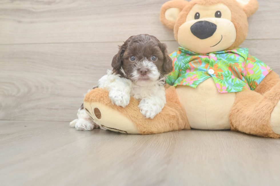 Hypoallergenic Cocker Doodle Poodle Mix Puppy
