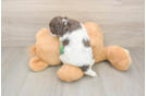 Cockapoo Pup Being Cute