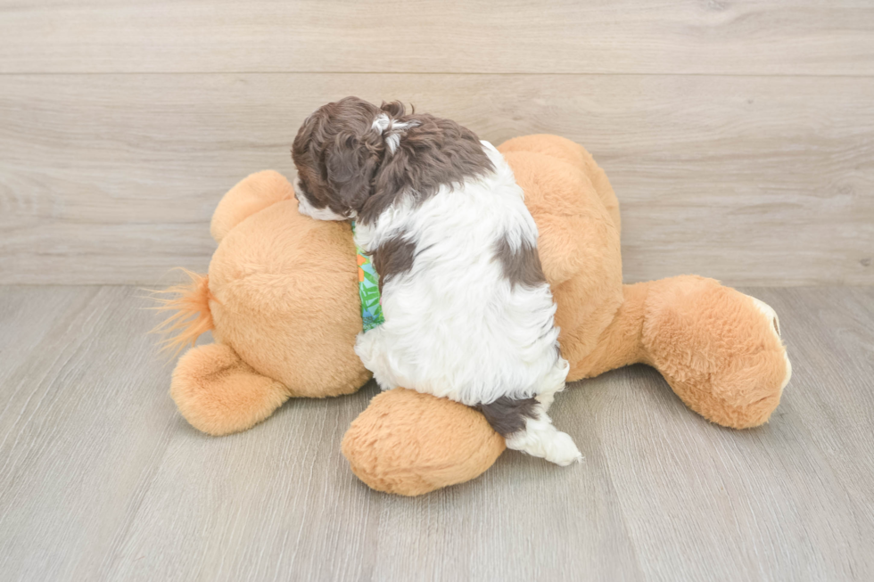 Cockapoo Pup Being Cute