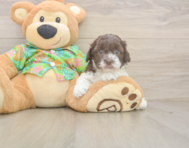 5 week old Cockapoo Puppy For Sale - Premier Pups