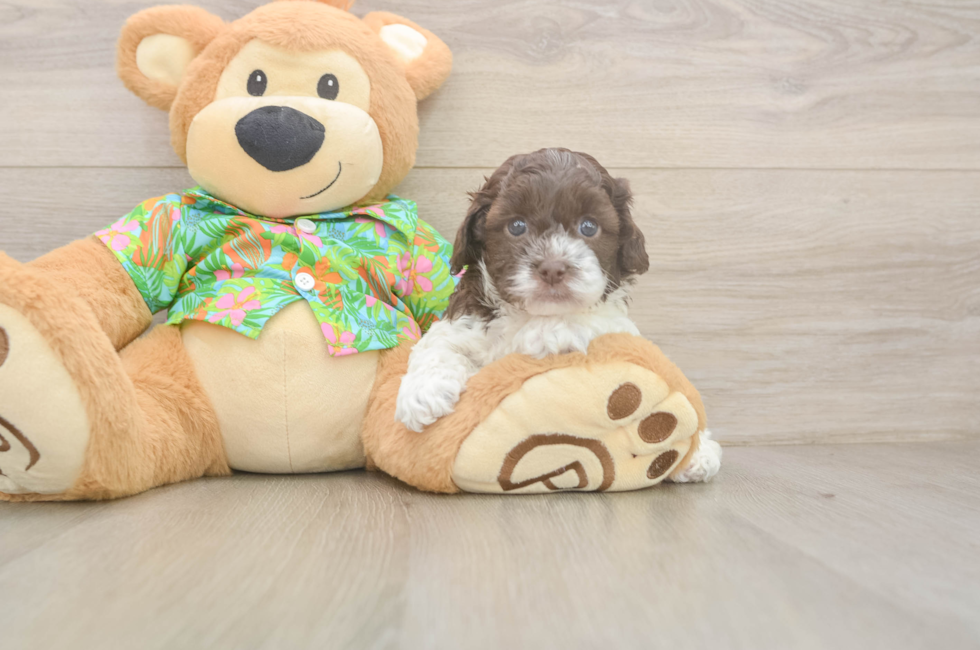 5 week old Cockapoo Puppy For Sale - Premier Pups
