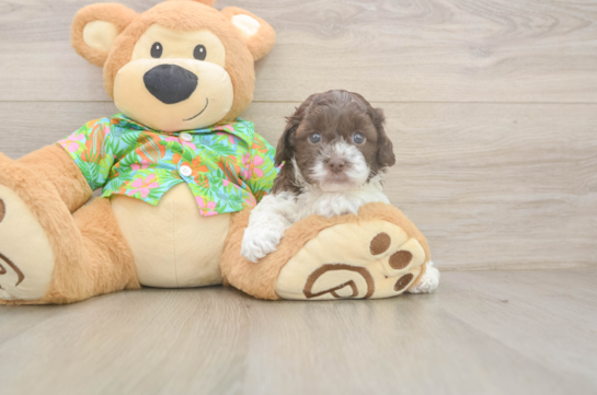 Cockapoo Puppy for Adoption