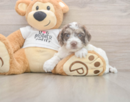 6 week old Cockapoo Puppy For Sale - Premier Pups