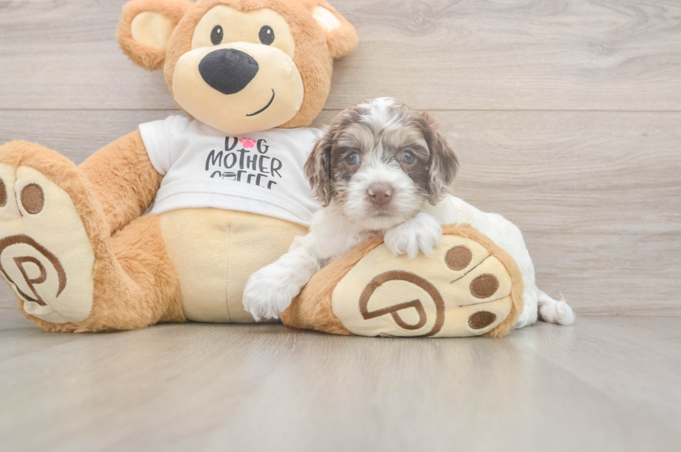 5 week old Cockapoo Puppy For Sale - Premier Pups