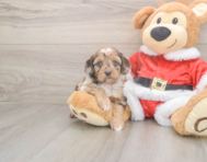 6 week old Cockapoo Puppy For Sale - Premier Pups