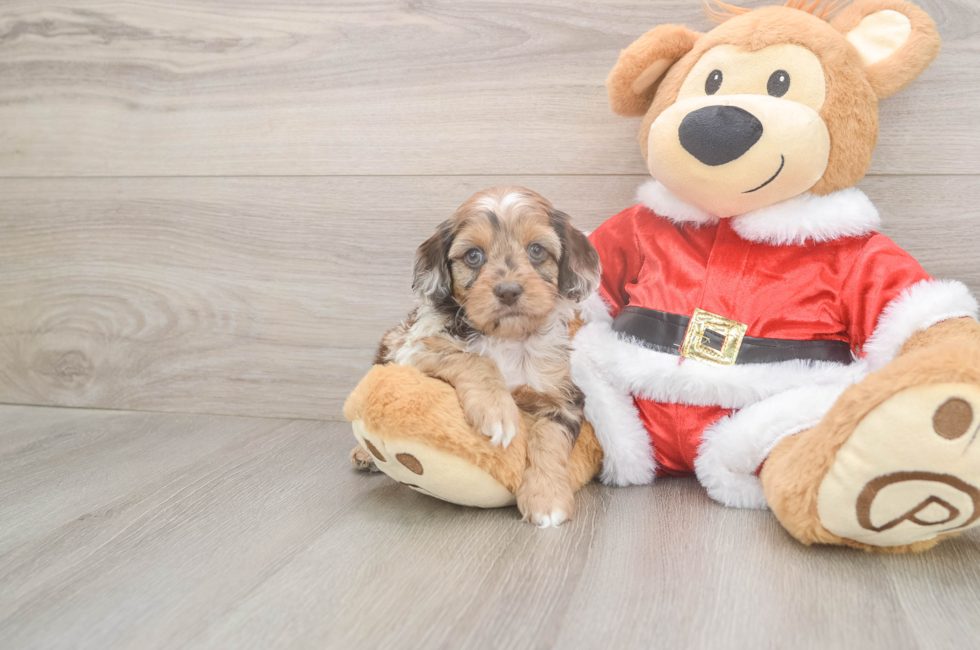 5 week old Cockapoo Puppy For Sale - Premier Pups