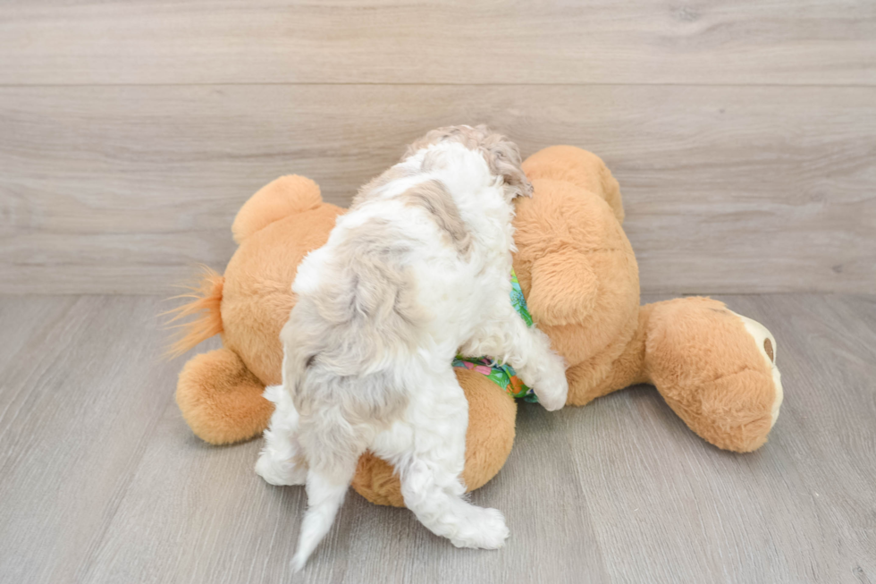 Energetic Cocker Doodle Poodle Mix Puppy