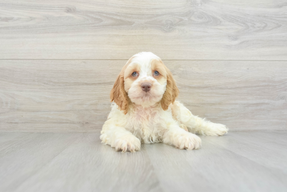 Cockapoo Puppy for Adoption