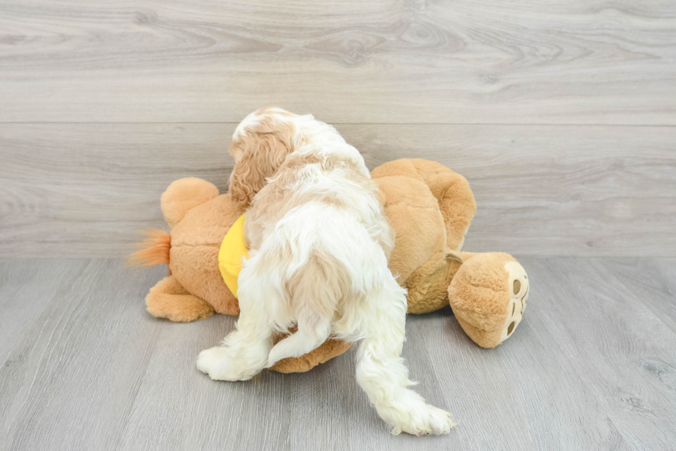 Happy Cockapoo Baby
