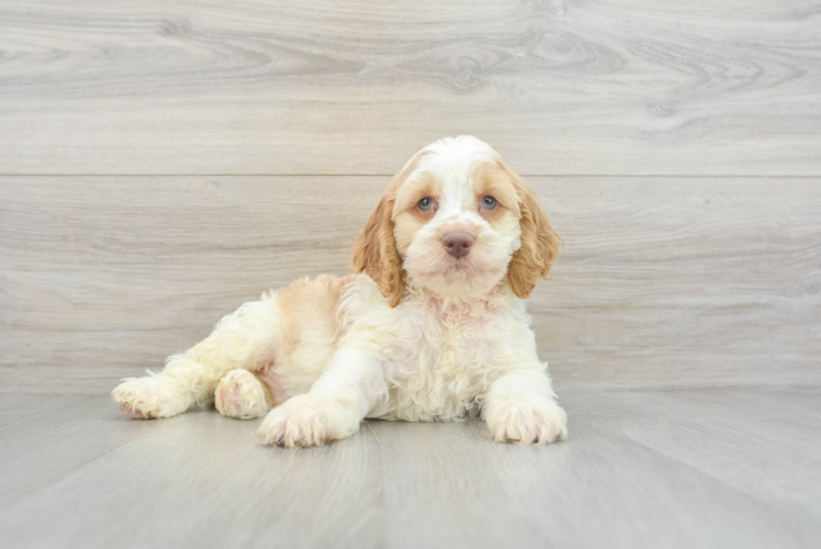 Cockapoo Puppy for Adoption