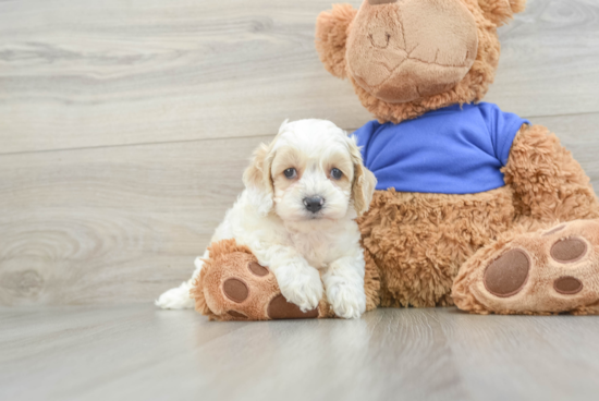 Best Cockapoo Baby