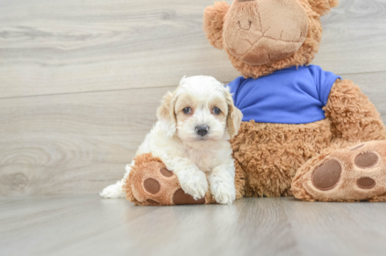 Best Cockapoo Baby