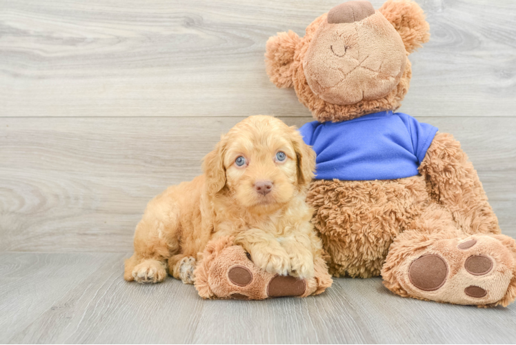 Little Cocker Doodle Poodle Mix Puppy