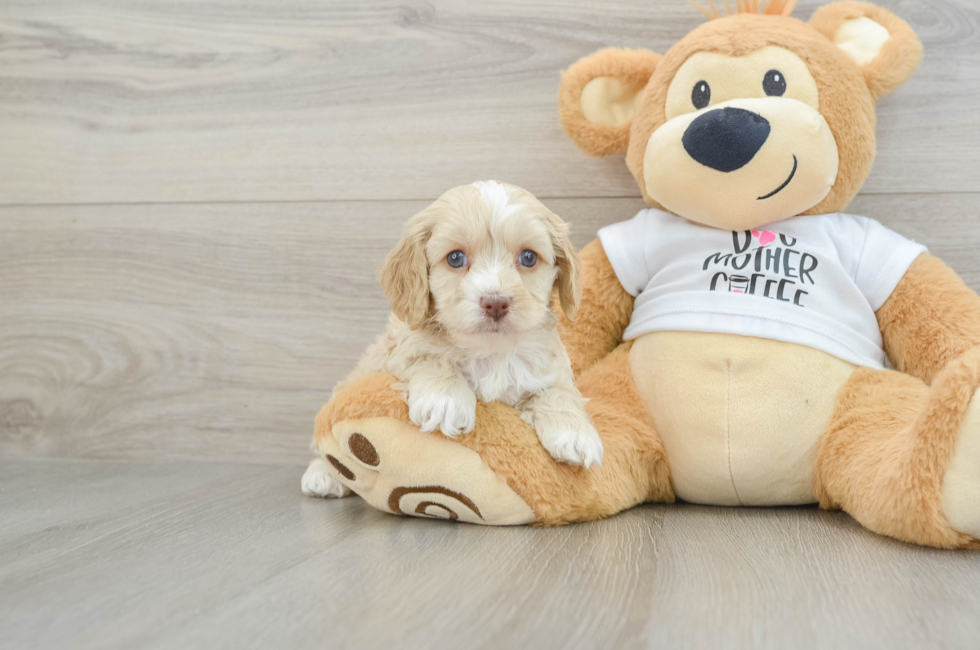 5 week old Cockapoo Puppy For Sale - Premier Pups