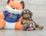 7 week old Cockapoo Puppy For Sale - Premier Pups
