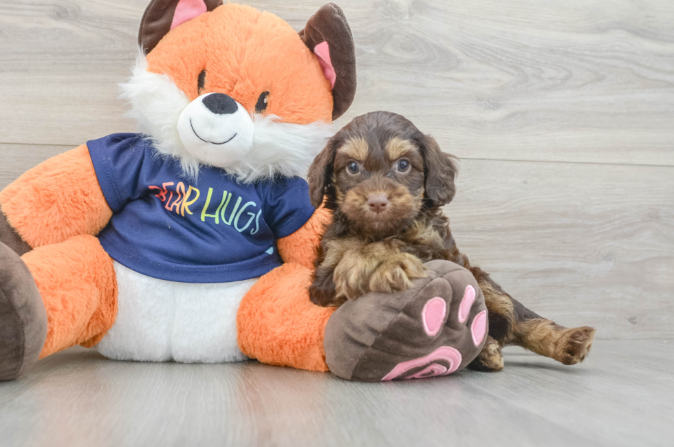 6 week old Cockapoo Puppy For Sale - Premier Pups