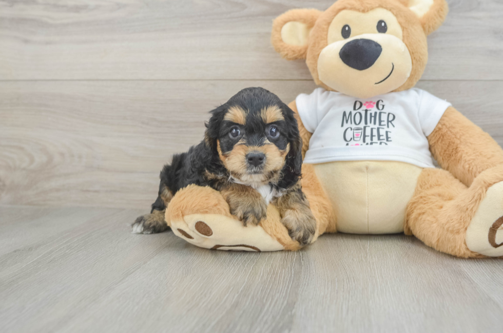 5 week old Cockapoo Puppy For Sale - Premier Pups