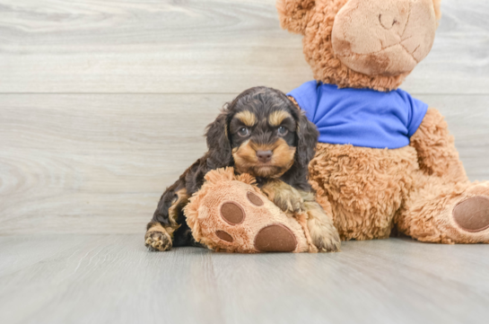 Cockapoo Pup Being Cute