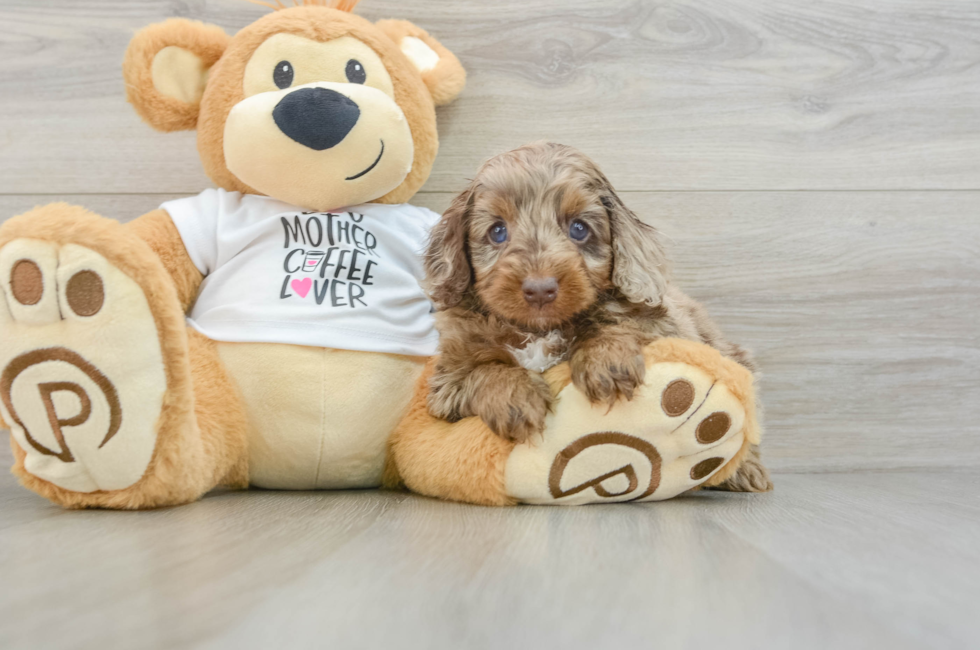 5 week old Cockapoo Puppy For Sale - Premier Pups