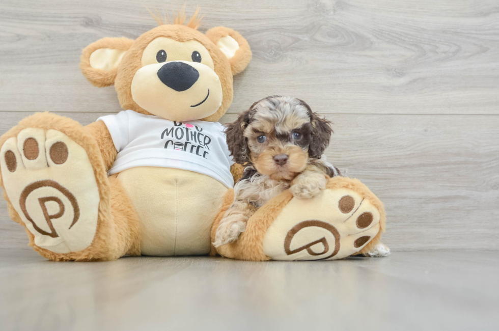 5 week old Cockapoo Puppy For Sale - Premier Pups