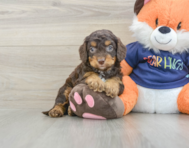 8 week old Cockapoo Puppy For Sale - Premier Pups