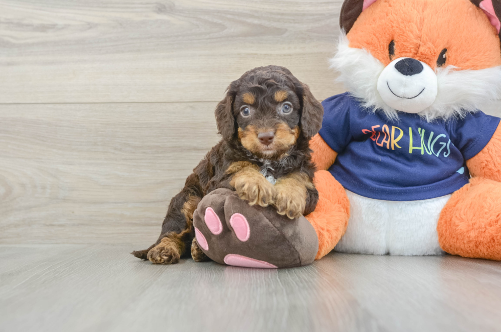6 week old Cockapoo Puppy For Sale - Premier Pups