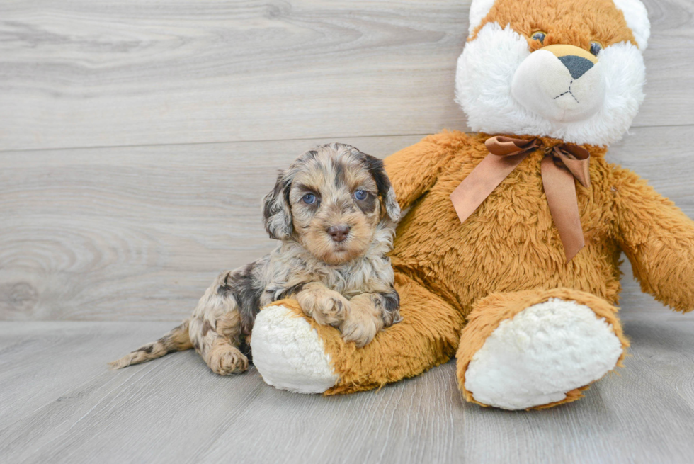 Fluffy Cockapoo Poodle Mix Pup