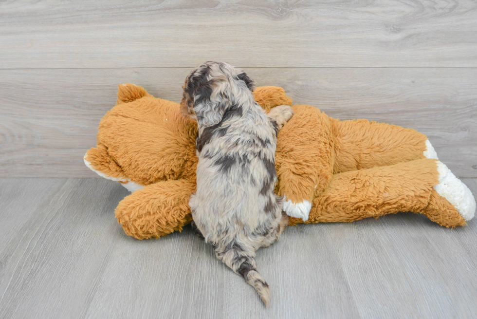 Little Cockerpoo Poodle Mix Puppy