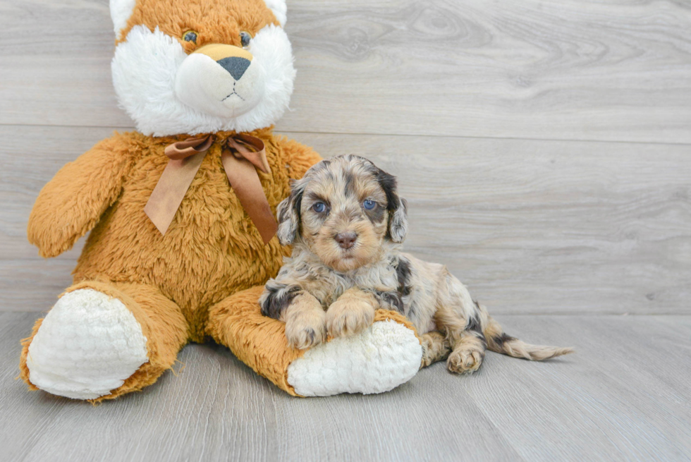 Fluffy Cockapoo Poodle Mix Pup