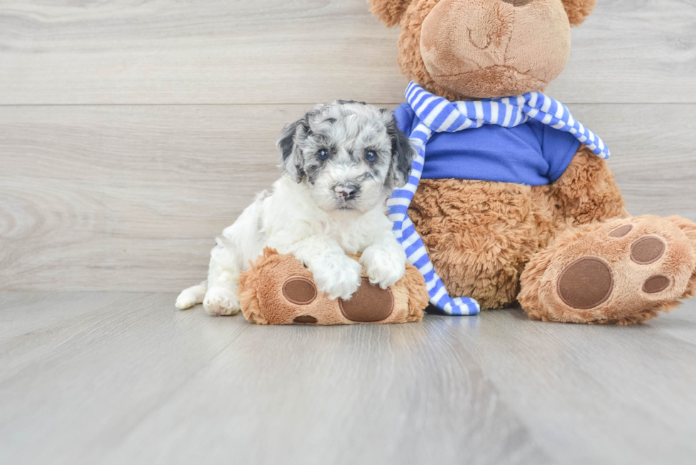 Smart Cockapoo Poodle Mix Pup