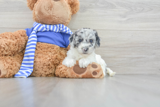 Playful Cockerpoo Poodle Mix Puppy