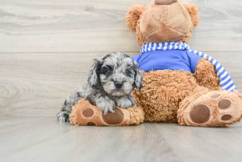 Little Cocker Doodle Poodle Mix Puppy