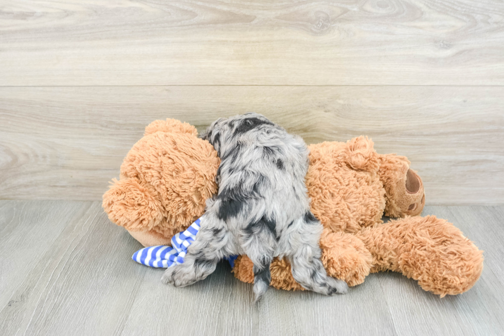 Hypoallergenic Cocker Doodle Poodle Mix Puppy