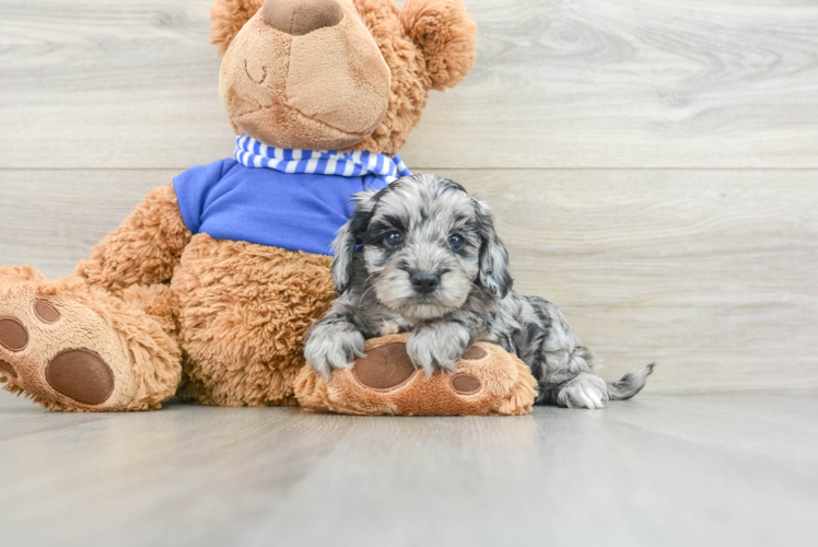 Cockapoo Pup Being Cute