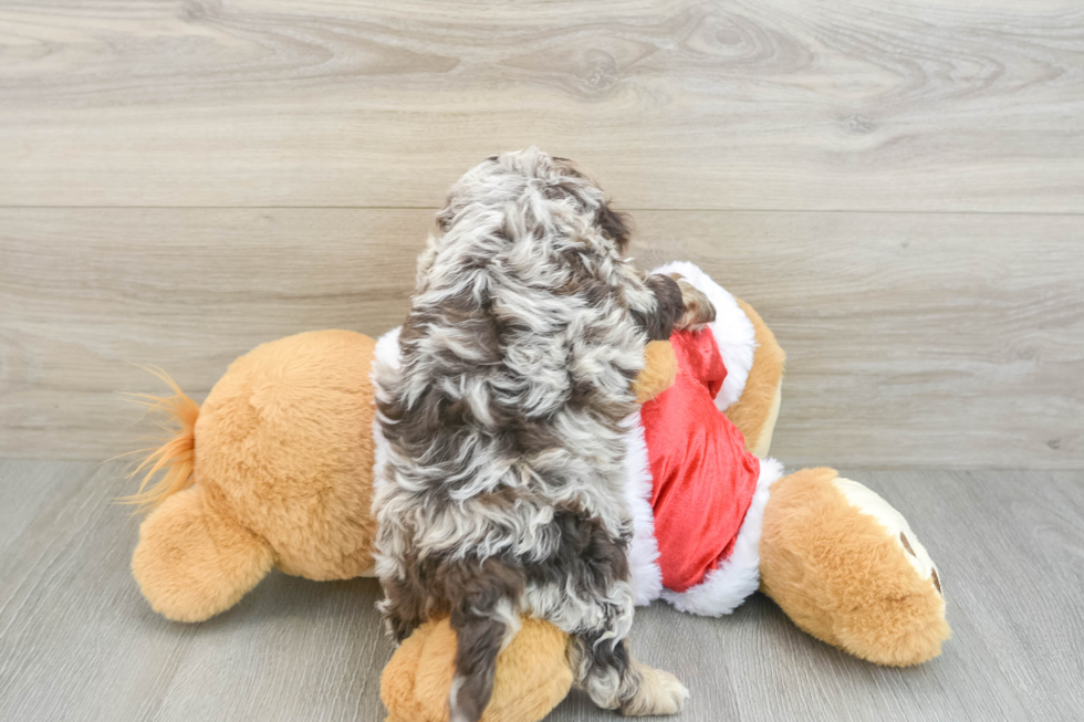 Sweet Cockapoo Baby