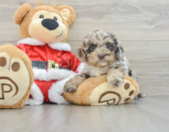 6 week old Cockapoo Puppy For Sale - Premier Pups